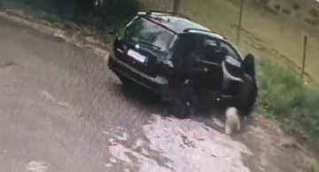 Vídeo flagra cachorra sendo abandonada em Botucatu, diz delegacia especializada
