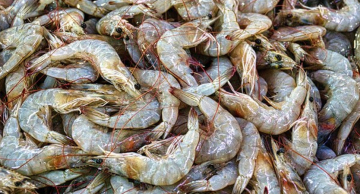 Estudo da Unesp de Bauru investiga a presença de microplásticos em camarões no litoral Estudo da Unesp de Bauru investiga a presença de microplásticos em camarões no litoral