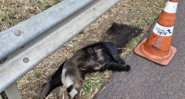 <strong>Tamanduá-bandeira é atropelado na Rodovia Marechal Rondon em Botucatu</strong> <strong>Tamanduá-bandeira é atropelado na Rodovia Marechal Rondon em Botucatu</strong>
