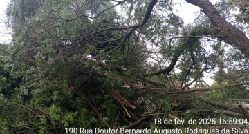 Árvore de grande porte cai no Rio Bonito após chuva Árvore de grande porte cai no Rio Bonito após chuva