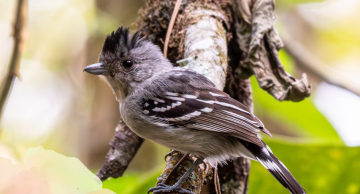 Turismo está com inscrições abertas para a Passarinhada de fevereiro Turismo está com inscrições abertas para a Passarinhada de fevereiro