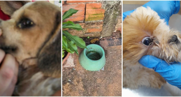 Mulher é presa em Botucatu por maus-tratos contra dois filhotes de cachorro Mulher é presa em Botucatu por maus-tratos contra dois filhotes de cachorro