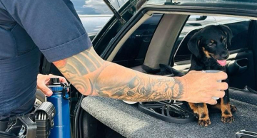 GCMs salvam cachorro fechado sob forte calor dentro de veículo estacionado em Shopping de Botucatu