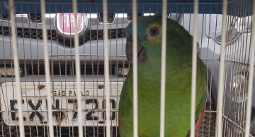 Papagaio vítima de maus-tratos é resgatado em Botucatu