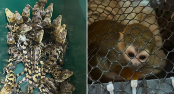 Polícia Rodoviária resgata macacos e filhotes de jacaré transportados na Castello Branco em Avaré Polícia Rodoviária resgata macacos e filhotes de jacaré transportados na Castello Branco em Avaré