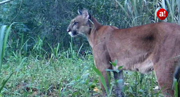 Grandes felinos voltam a ser registrados na Fazenda Edgárdia após incêndio devastador Grandes felinos voltam a ser registrados na Fazenda Edgárdia após incêndio devastador