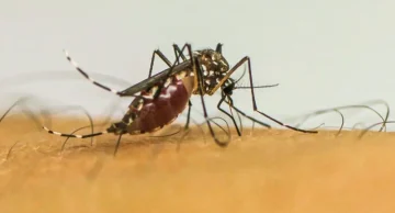 Pesquisadores do IBB Unesp testam modelo de vigilância do Aedes aegypti Pesquisadores do IBB Unesp testam modelo de vigilância do Aedes aegypti