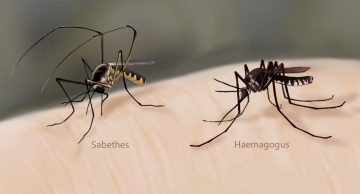 Febre Amarela: São Paulo registra seis mortes em 2025 Febre Amarela: São Paulo registra seis mortes em 2025