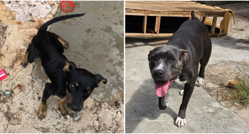 Mulher é presa após deixar cadelas sem água e medicação pós cirúrgica em Botucatu