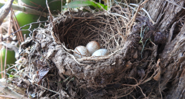 Minidocumentário sobre ninhos de aves será lançado em Botucatu e Pardinho Minidocumentário sobre ninhos de aves será lançado em Botucatu e Pardinho
