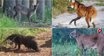 Animais selvagens de Botucatu: descubra quais são os mais comuns e onde habitam Animais selvagens de Botucatu: descubra quais são os mais comuns e onde habitam