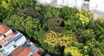 Botucatu lança programa de arborização urbana