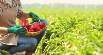 SP libera R$ 10 milhões e eleva limite em linha de crédito para mulheres produtoras rurais SP libera R$ 10 milhões e eleva limite em linha de crédito para mulheres produtoras rurais