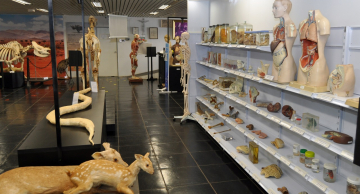 Museu de Anatomia do IBB expande acervo interativo e traz novidades para 2025 Museu de Anatomia do IBB expande acervo interativo e traz novidades para 2025