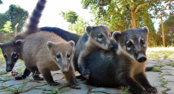 Superpopulação de quatis em Botucatu acende alerta sobre desequilíbrio ecológico e saúde pública Superpopulação de quatis em Botucatu acende alerta sobre desequilíbrio ecológico e saúde pública