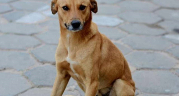 Vira-lata caramelo é o pet mais amado do Brasil, aponta pesquisa