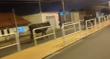 Vacas são flagradas em ciclovia de Botucatu