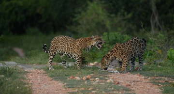 Pesquisador da Unesp Botucatu participa de estudo inédito sobre onças-pintadas no Pantanal Pesquisador da Unesp Botucatu participa de estudo inédito sobre onças-pintadas no Pantanal