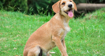 Bairro Alto terá mutirão de castração gratuita para cães nos dias 09 e 10 Bairro Alto terá mutirão de castração gratuita para cães nos dias 09 e 10