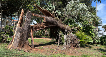 Pesquisadores criam software para reduzir risco de queda de árvores em áreas urbanas