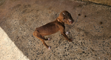 Mulher é presa após deixar cadela filhote doente em Botucatu Mulher é presa após deixar cadela filhote doente em Botucatu