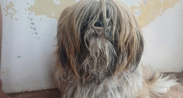 Responsável por maus-tratos a cão é presa em flagrante no Parque dos Pinheiros, em Botucatu