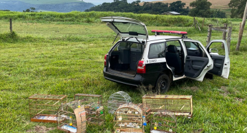 Polícia Civil de Botucatu flagra aves silvestres em gaiolas