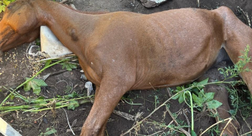 Égua morre após agonizar de fome e ferimentos em Botucatu