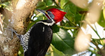 Botucatu sediará o 3º Festival de Aves entre 25 e 28 de setembro Botucatu sediará o 3º Festival de Aves entre 25 e 28 de setembro