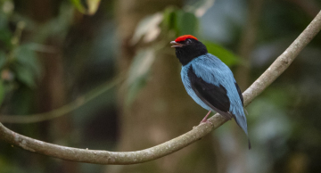 Botucatu terá mais uma edição do ‘Vem Passarinhar’, com observação de aves