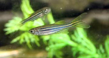 Peixe tem veneno? Butantan mostra 4 espécies brasileiras de peixes peçonhentos