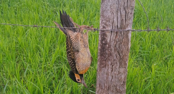 Moradores denunciam uso de cerol em bairros de Botucatu após ave ficar presa em linha cortante