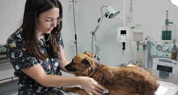 Botucatu terá Hospital Veterinário e Centro de Proteção Animal Botucatu terá Hospital Veterinário e Centro de Proteção Animal