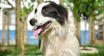 Botucatu terá nova feira de adoção de cães no domingo (18) Botucatu terá nova feira de adoção de cães no domingo (18)