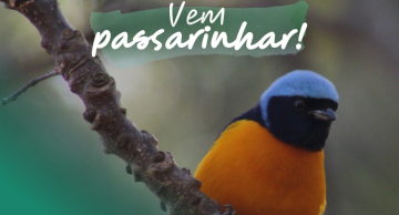 Botucatu terá mais um evento para observação de aves no domingo (25)