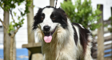 Canil Municipal realiza nova Feira de Adoção de Cães neste sábado, 31