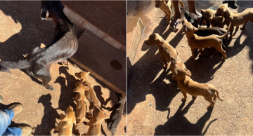 Mulher é presa por maus-tratos a cadela e 10 filhotes em Botucatu