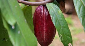 Pesquisadores desenvolvem formulação para substituir o cacau na produção de chocolate Pesquisadores desenvolvem formulação para substituir o cacau na produção de chocolate