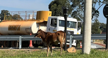 Aumenta a presença de animais de grande porte nas vias de Botucatu