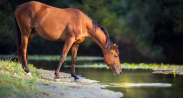 Doença grave em cavalos acende alerta em SP: Unesp de Botucatu confirma mais de 30 casos