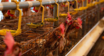 Docente da Unesp de Botucatu avalia a estratégia para combater o H5N1 no Brasil Docente da Unesp de Botucatu avalia a estratégia para combater o H5N1 no Brasil