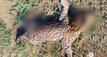 Jaguatirica é atropelada na rodovia Castelinho em Botucatu Jaguatirica é atropelada na rodovia Castelinho em Botucatu