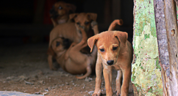 Pelos animais: Bazar beneficente da ARCA acontece neste sábado (07) com peças a R$ 3 Pelos animais: Bazar beneficente da ARCA acontece neste sábado (07) com peças a R$ 3