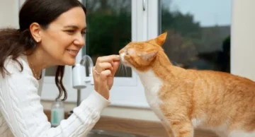 E-book da USP ajuda tutores de gatos a melhorar convivência e bem-estar dos animais  E-book da USP ajuda tutores de gatos a melhorar convivência e bem-estar dos animais
