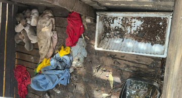 Polícia Civil flagra 12 cães vivendo em condições precárias em Itatinga; um homem foi preso