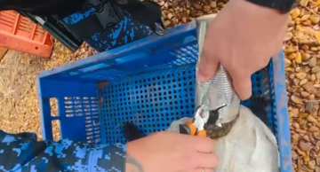 GCM de Botucatu resgata quati com lata presa na cabeça GCM de Botucatu resgata quati com lata presa na cabeça