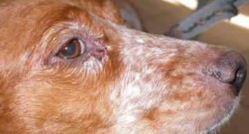 <strong>Caso autóctone de Leishmaniose Canina é confirmado em Botucatu</strong> <strong>Caso autóctone de Leishmaniose Canina é confirmado em Botucatu</strong>