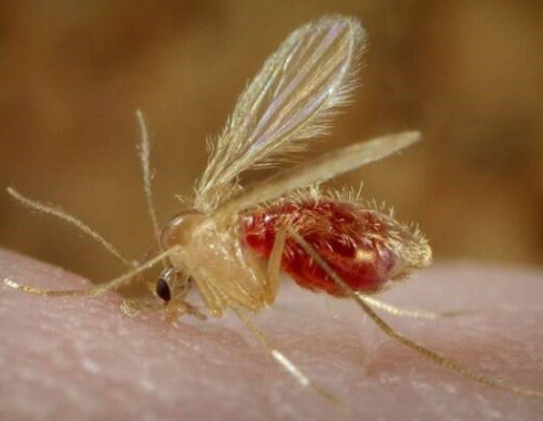 Jardim Cristina em Botucatu registra caso de Leishmaniose Visceral