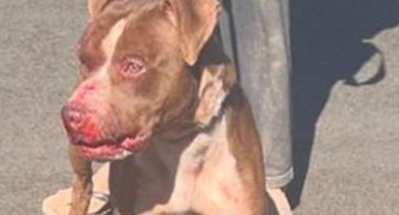 Moradores do Jardim Ouro Verde denunciam ataques de Pitbull solto e cobram providências Moradores do Jardim Ouro Verde denunciam ataques de Pitbull solto e cobram providências