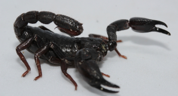 USP identifica toxina de escorpião da Amazônia capaz de matar células de câncer de mama USP identifica toxina de escorpião da Amazônia capaz de matar células de câncer de mama